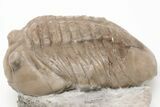 2.1" Unusual Asaphus Laevissimus Trilobite - Russia - #200394-2